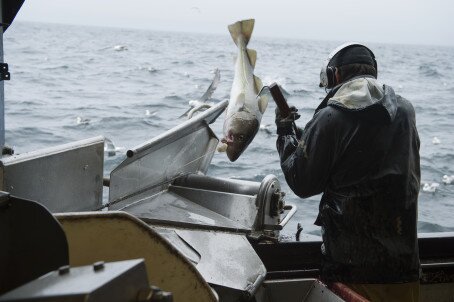 Rekordstor torskeeksport i november