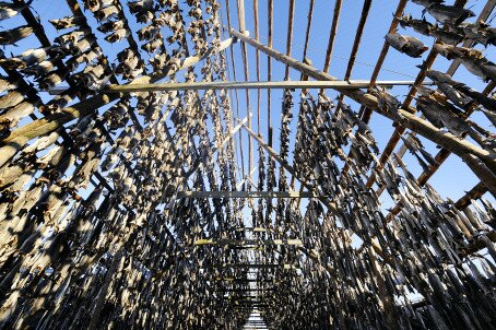 Rekordsterk torskeeksport