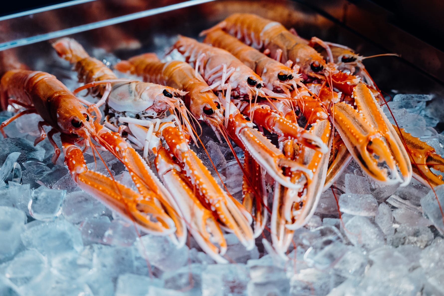 Norske skalldyr får stjernehjelp av skreien i Tyskland