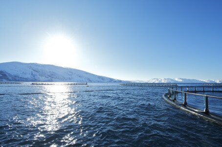 Vekst i lakseeksporten i august