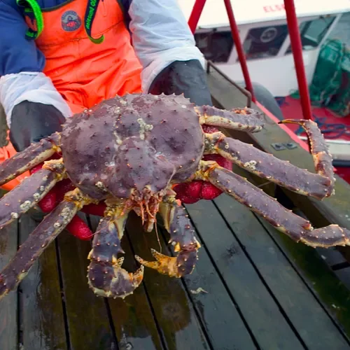 Norske krabber må finne nye markeder dersom den amerikanske tollen blir for høy. Sjømatrådets nye rapporter ser på mulighetene i Asia.