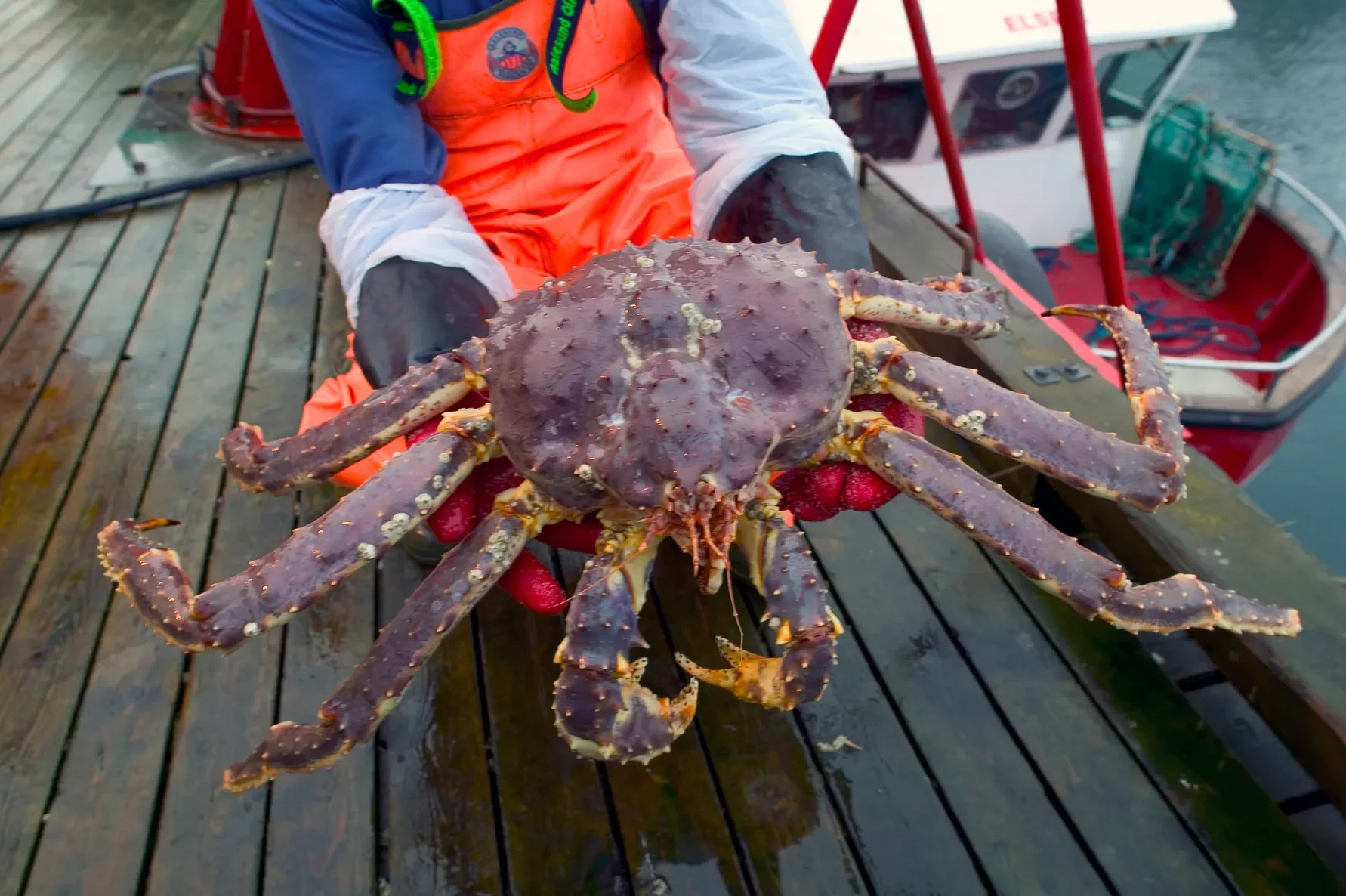 Norske krabber må finne nye markeder dersom den amerikanske tollen blir for høy. Sjømatrådets nye rapporter ser på mulighetene i Asia.