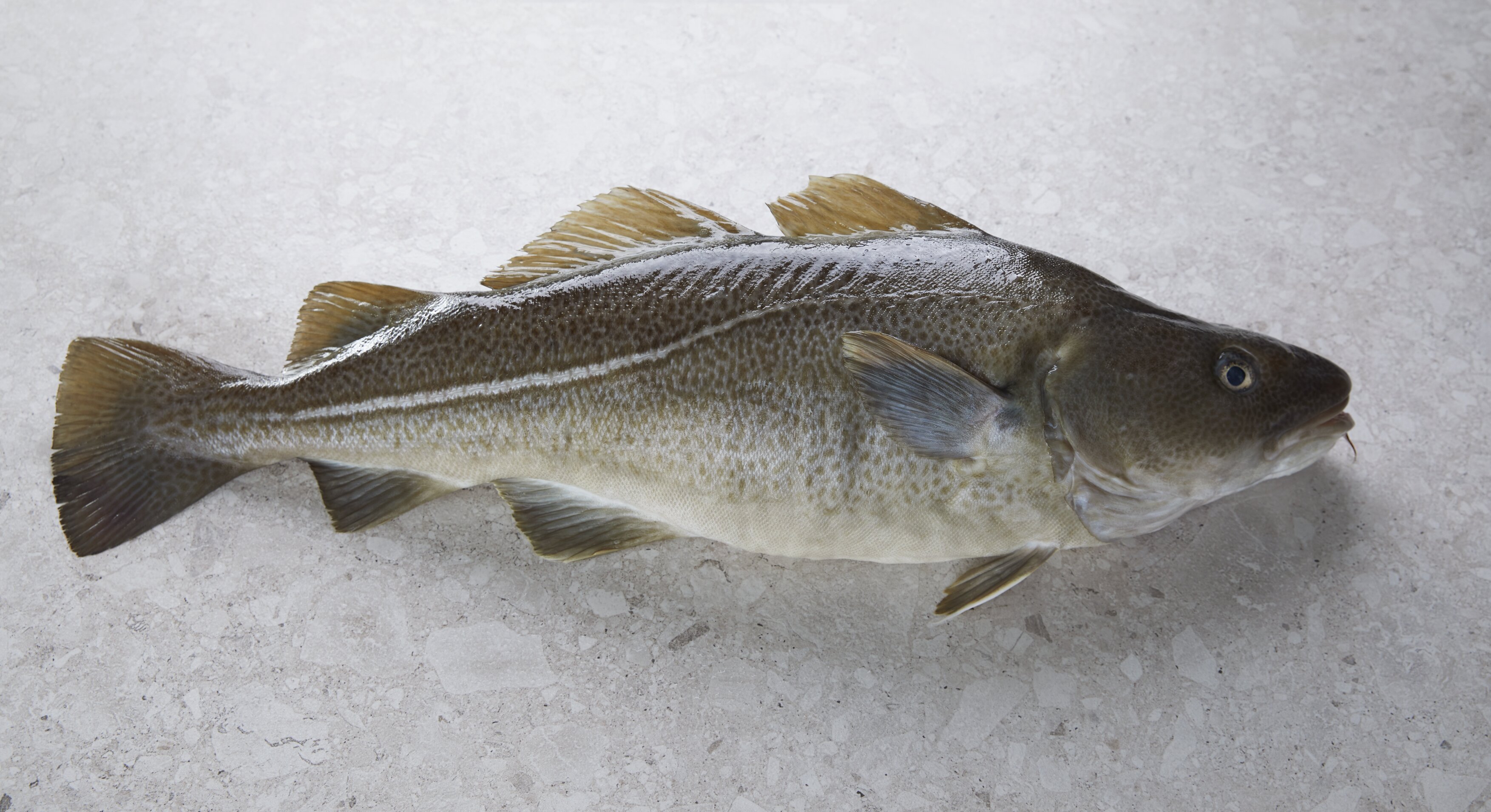 Whole farmed Cod