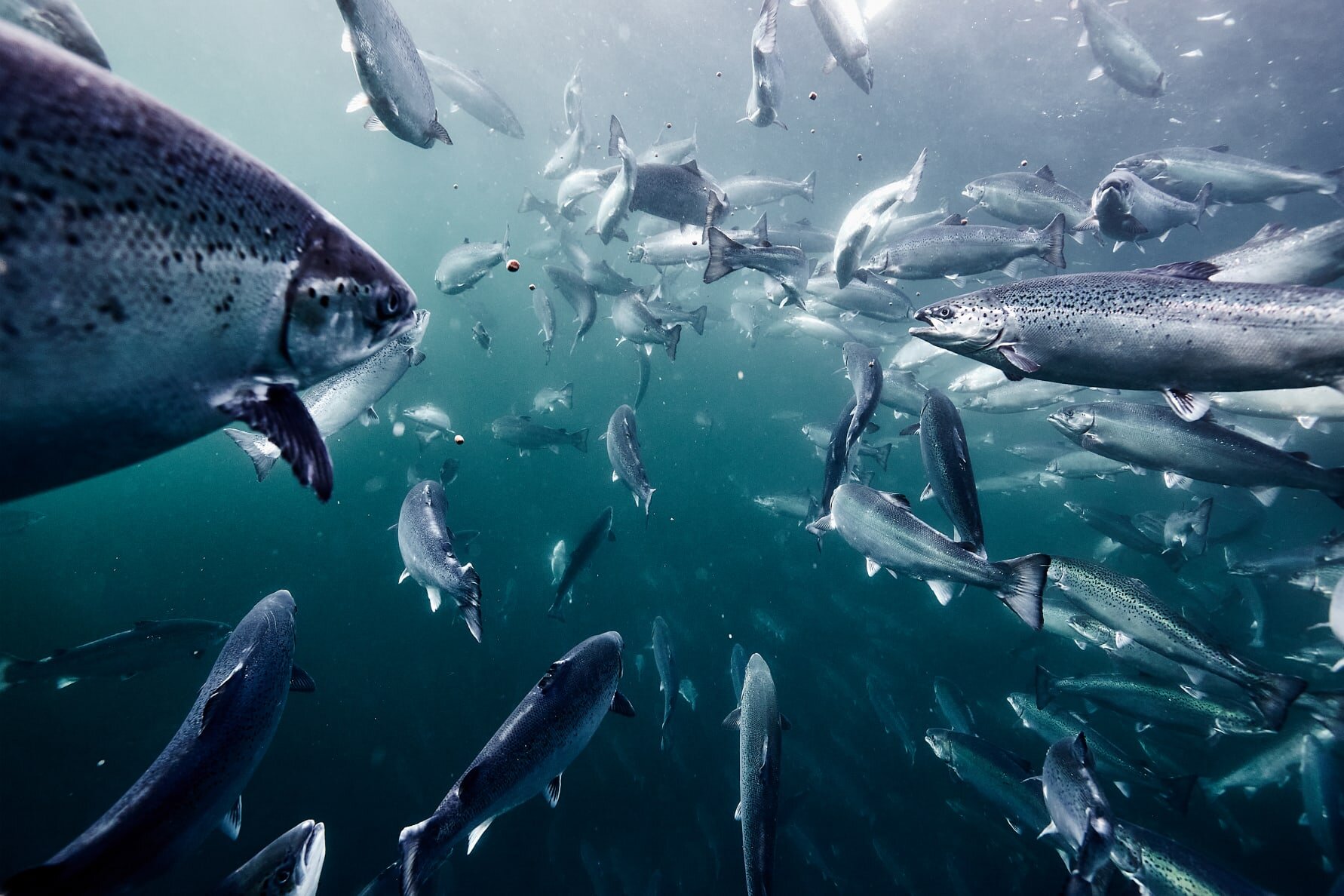 Ny undersøkelse: Hvilken vei svømmer laksen?