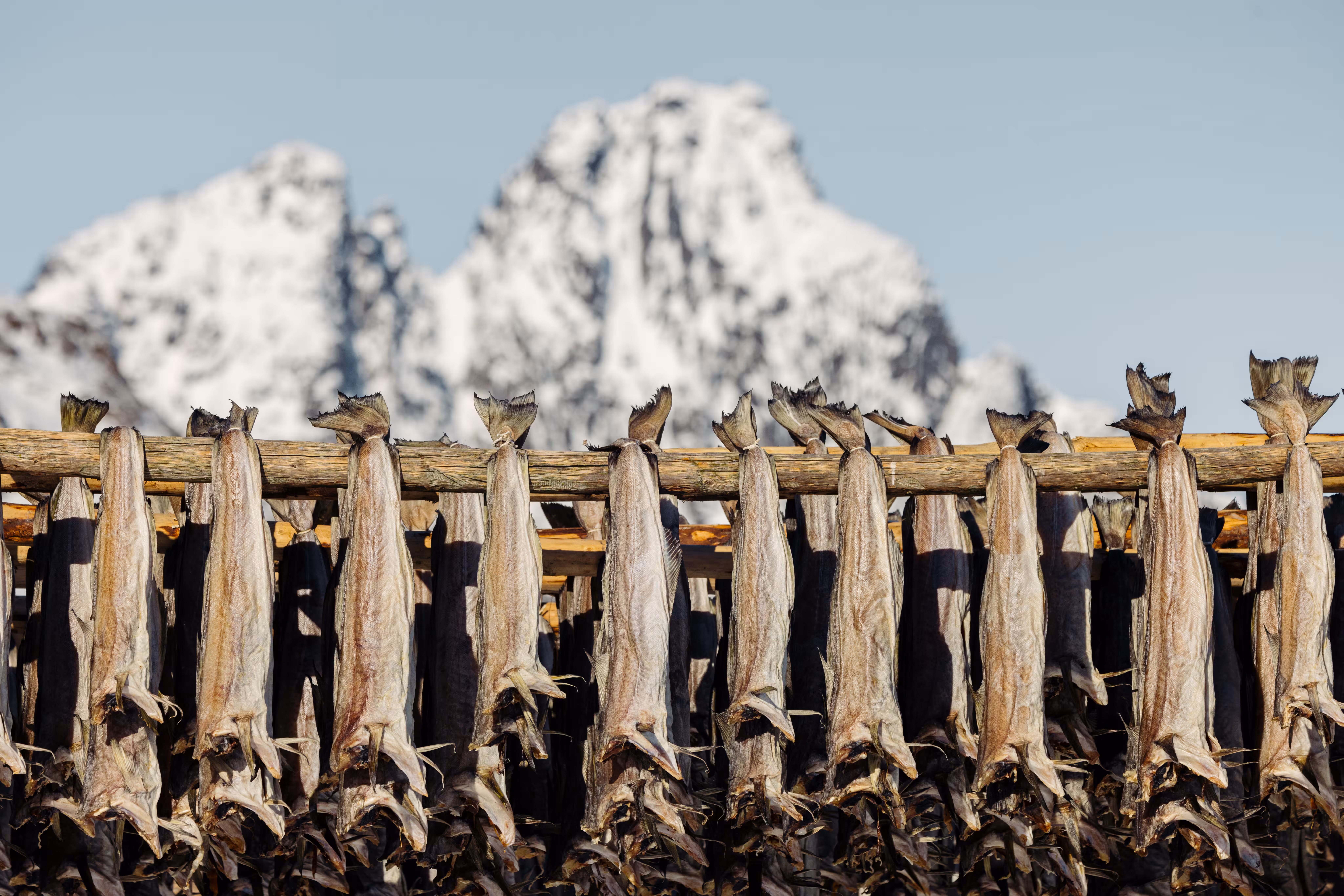 Stockfish drying