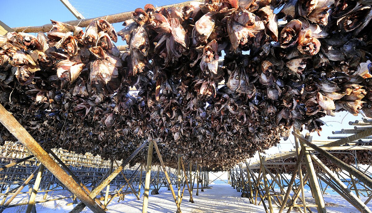 Torskehode på hjell