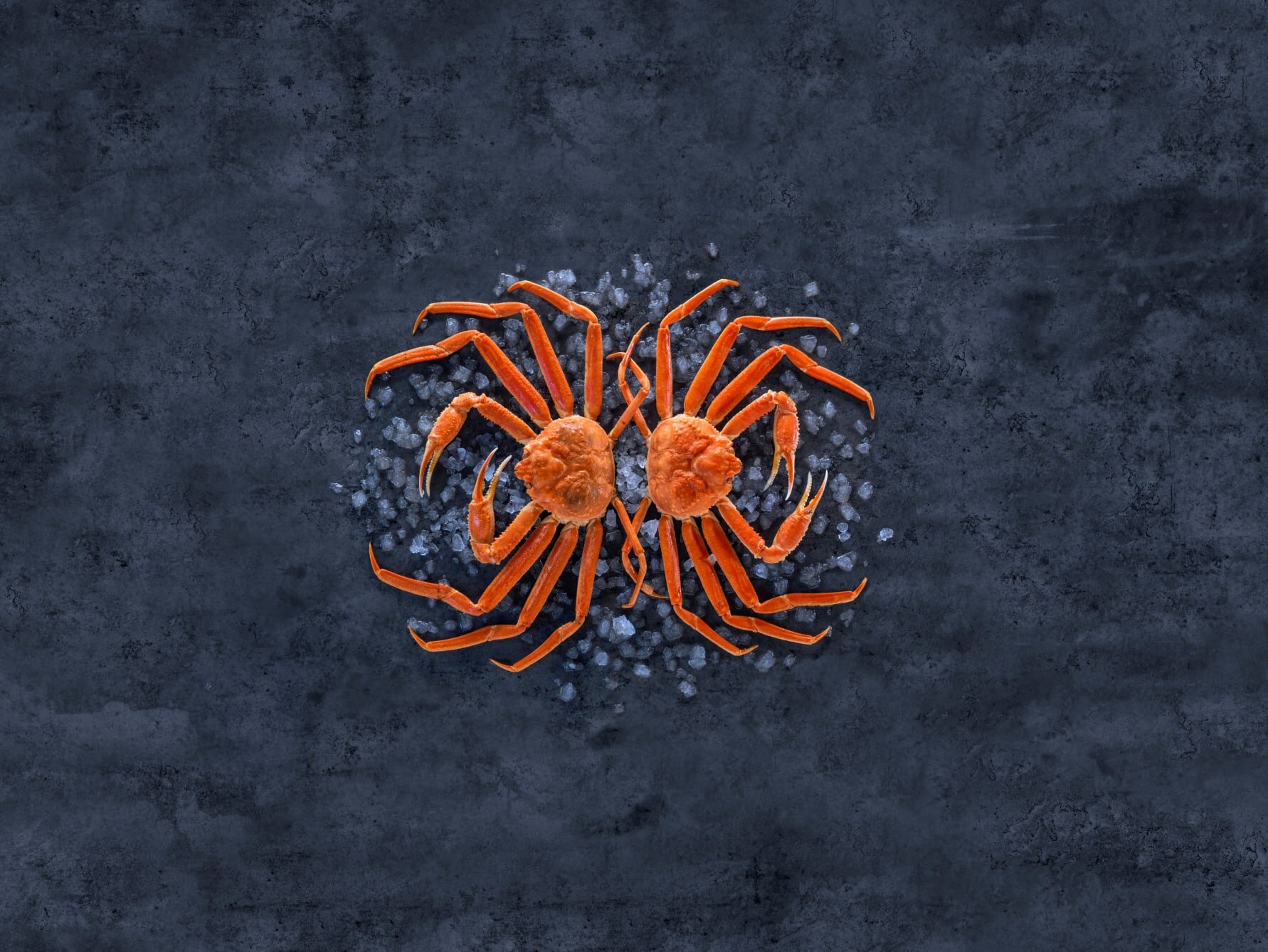 Sjømatrådet søker snøkrabbekandidater til markedsgruppen for skalldyr