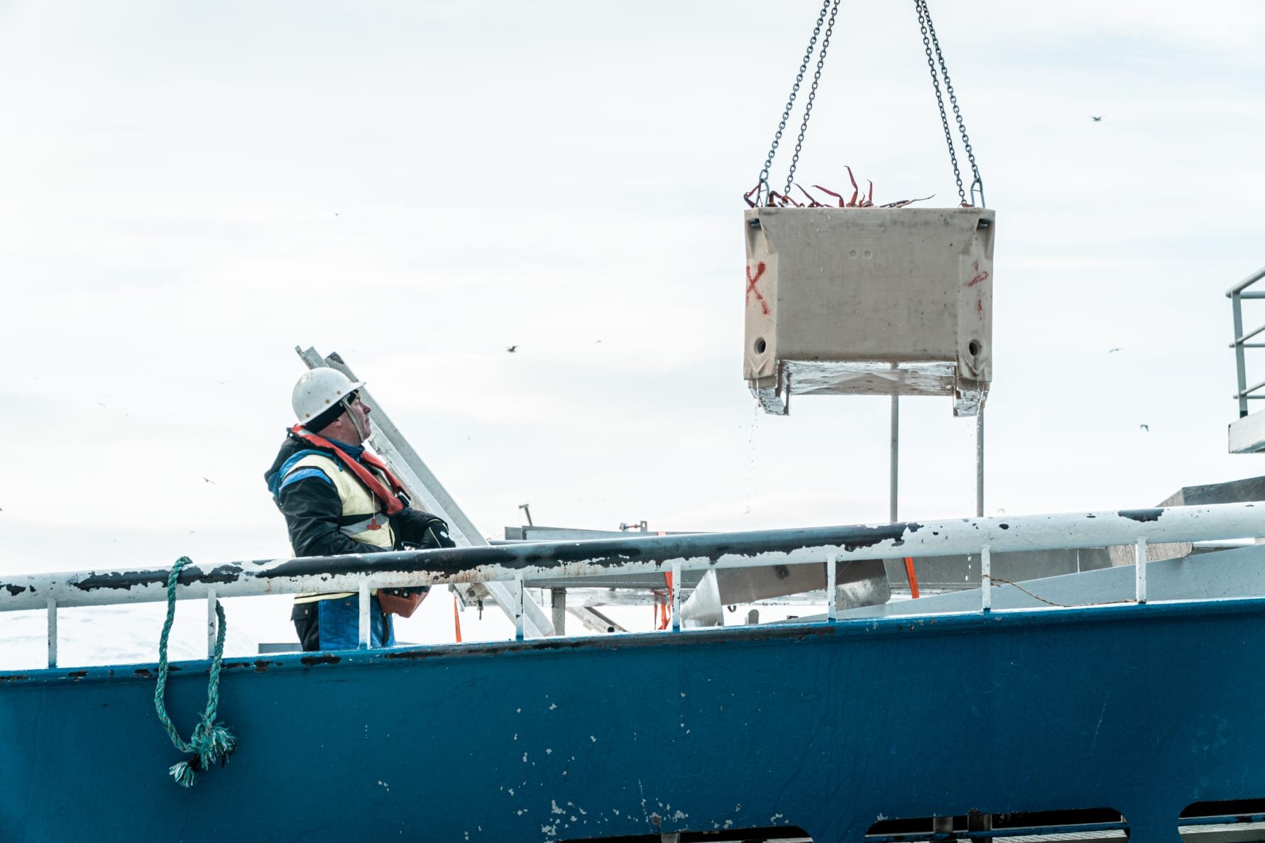 Kan snøkrabbe til Europa bli Norges neste eksporteventyr?
