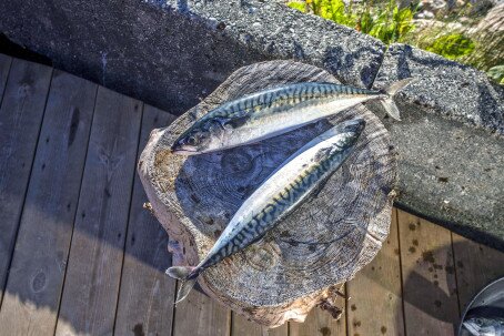 Sjømateksporten har passert 90 milliarder kroner