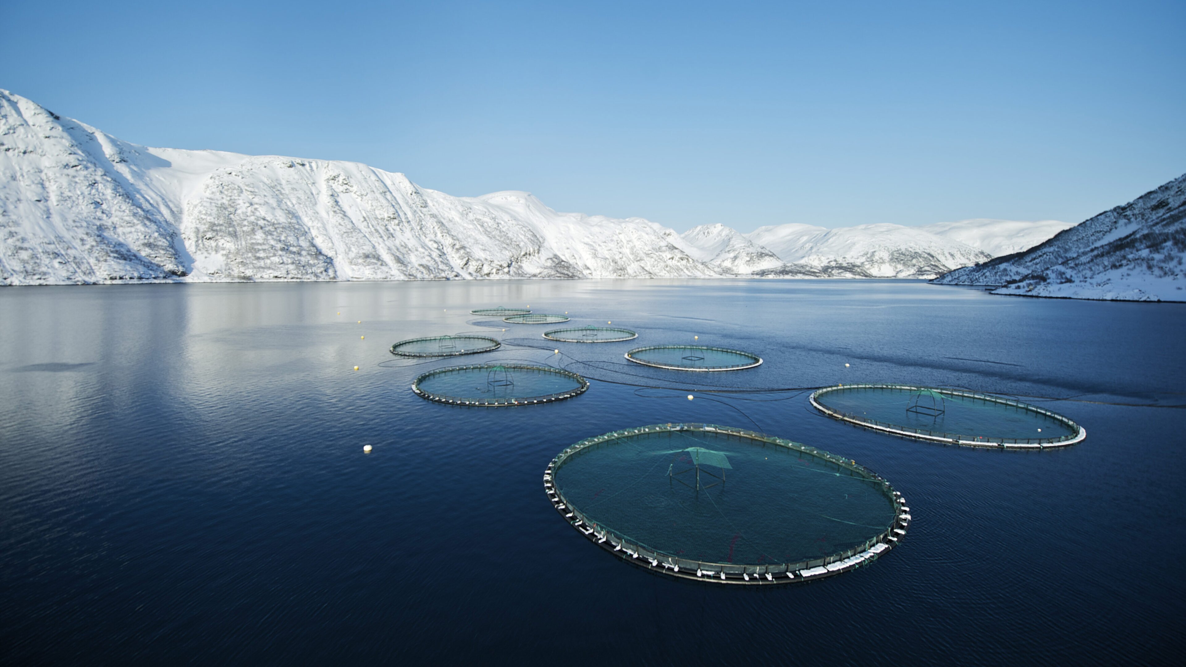 Fjord og fjell med mærer