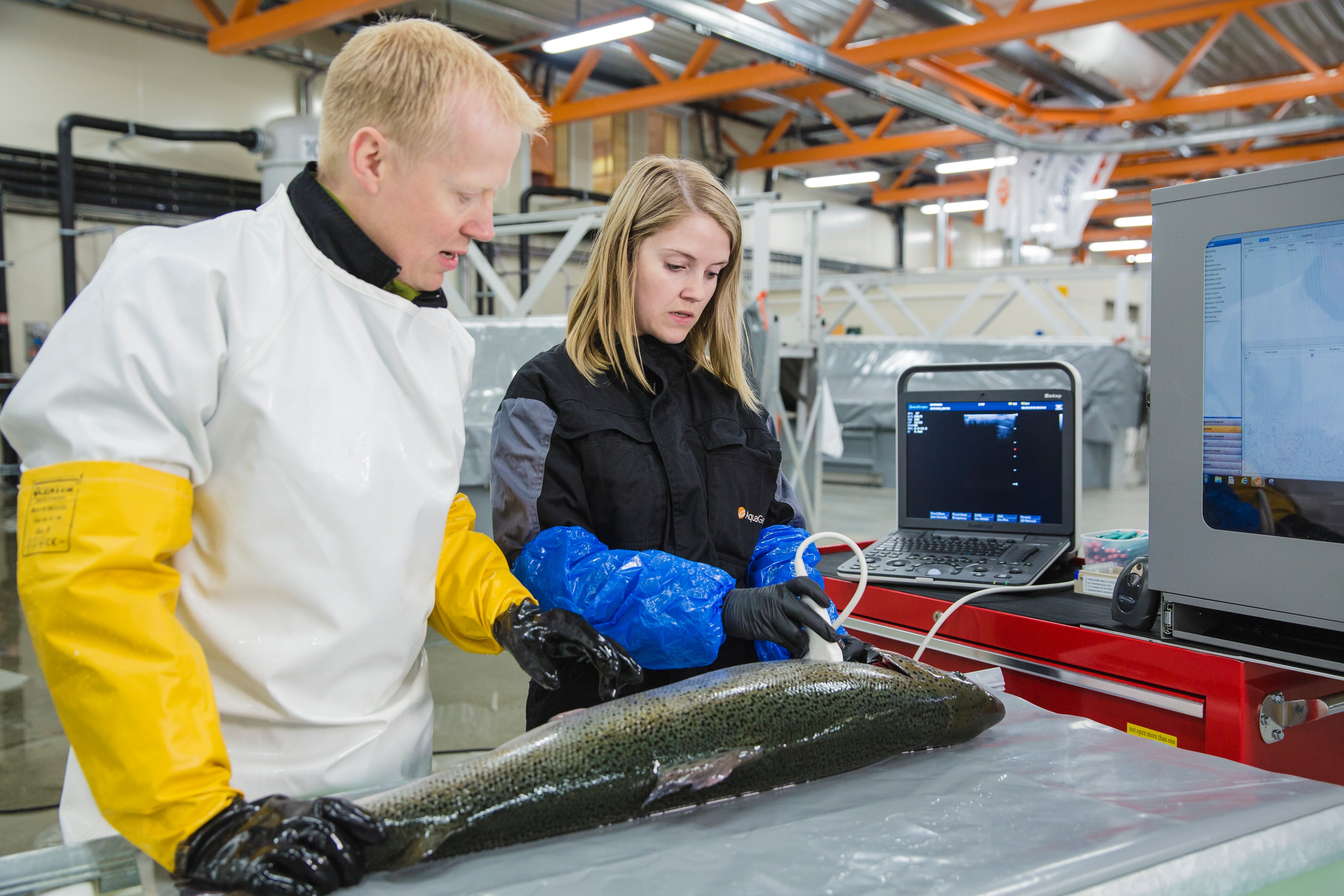 Bilde av laks i produksjon