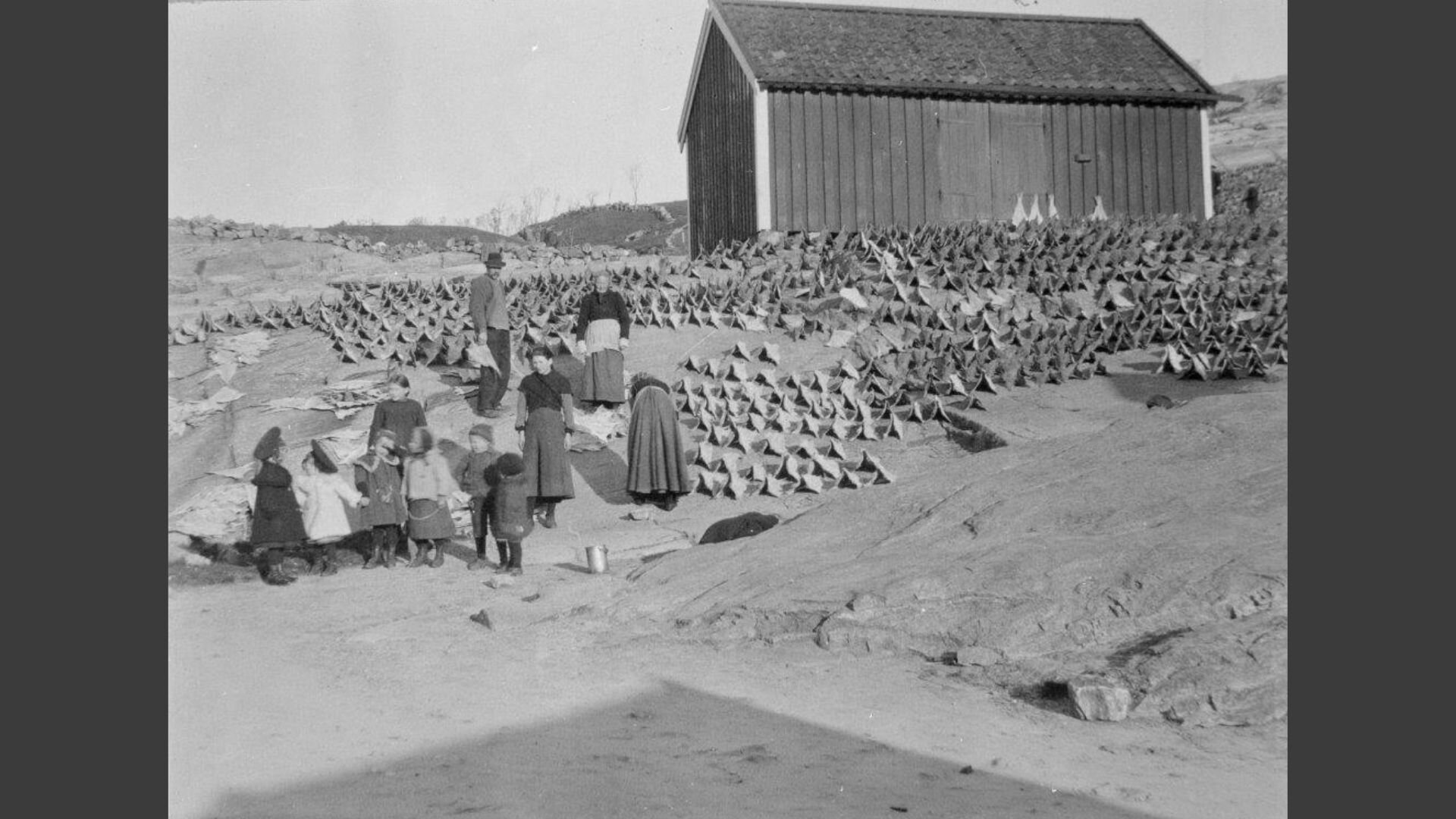 Sort/hvitt bilde fra Nordmøre museet som viser kvinner og barn som legger fisk til tørk på klipper.