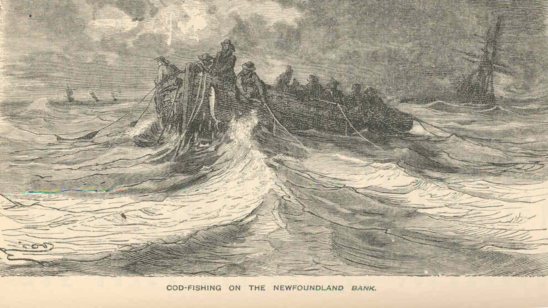 Cod fishing on the Newfoundland bank Freshwater and Marine Image Bank University of Washington2