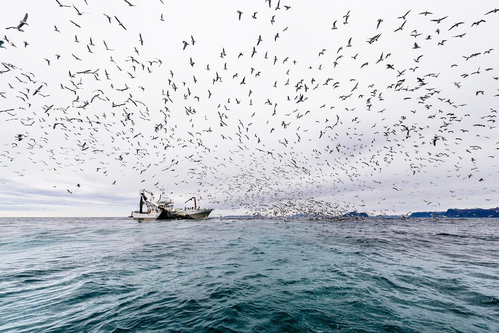 herring_fishing_godfisk_Fotograf Grethe Hillersøy