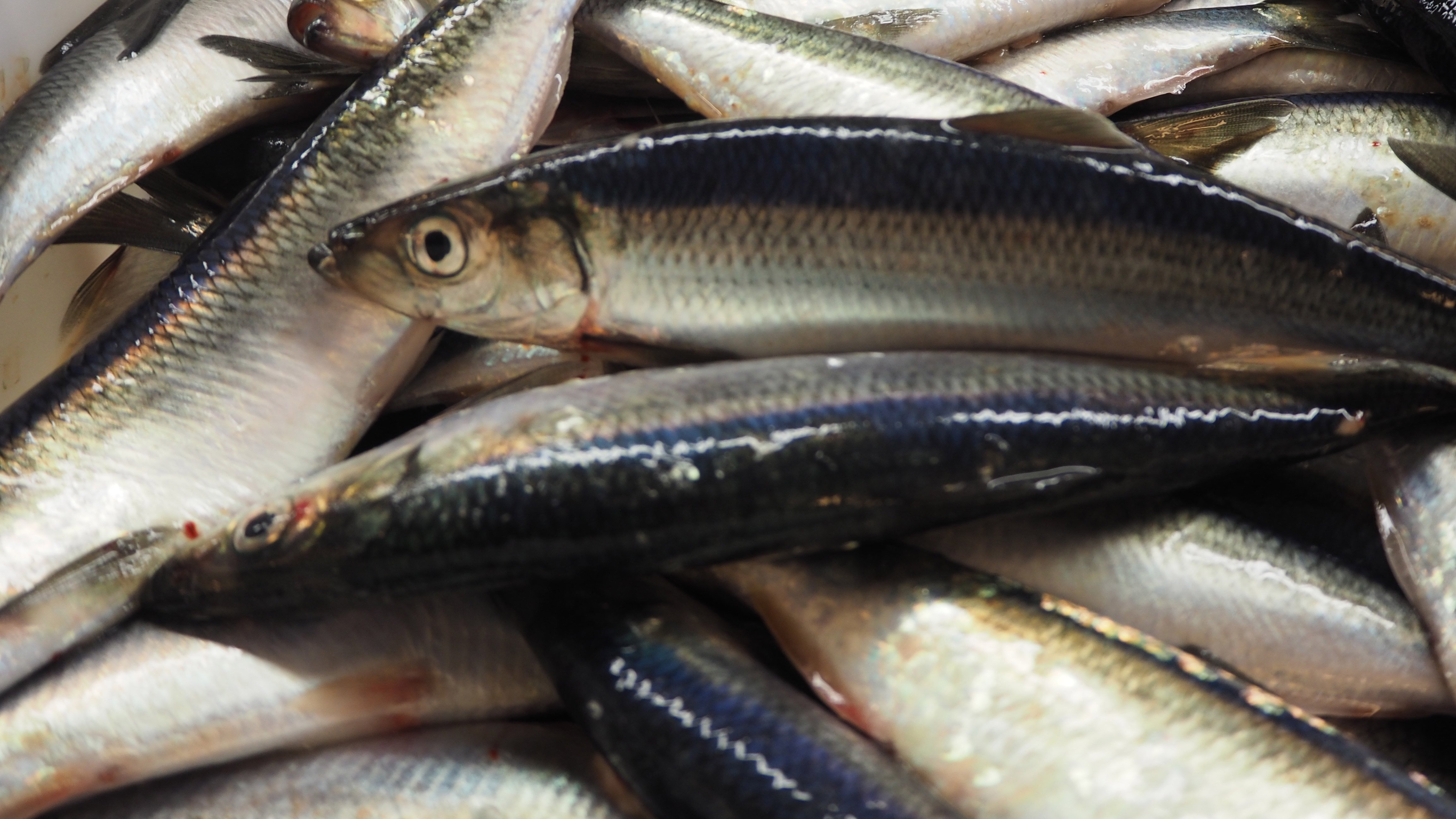 Nordsjøsild---roar-bjånesøy---norges-sildesalgslag-(2)-resize