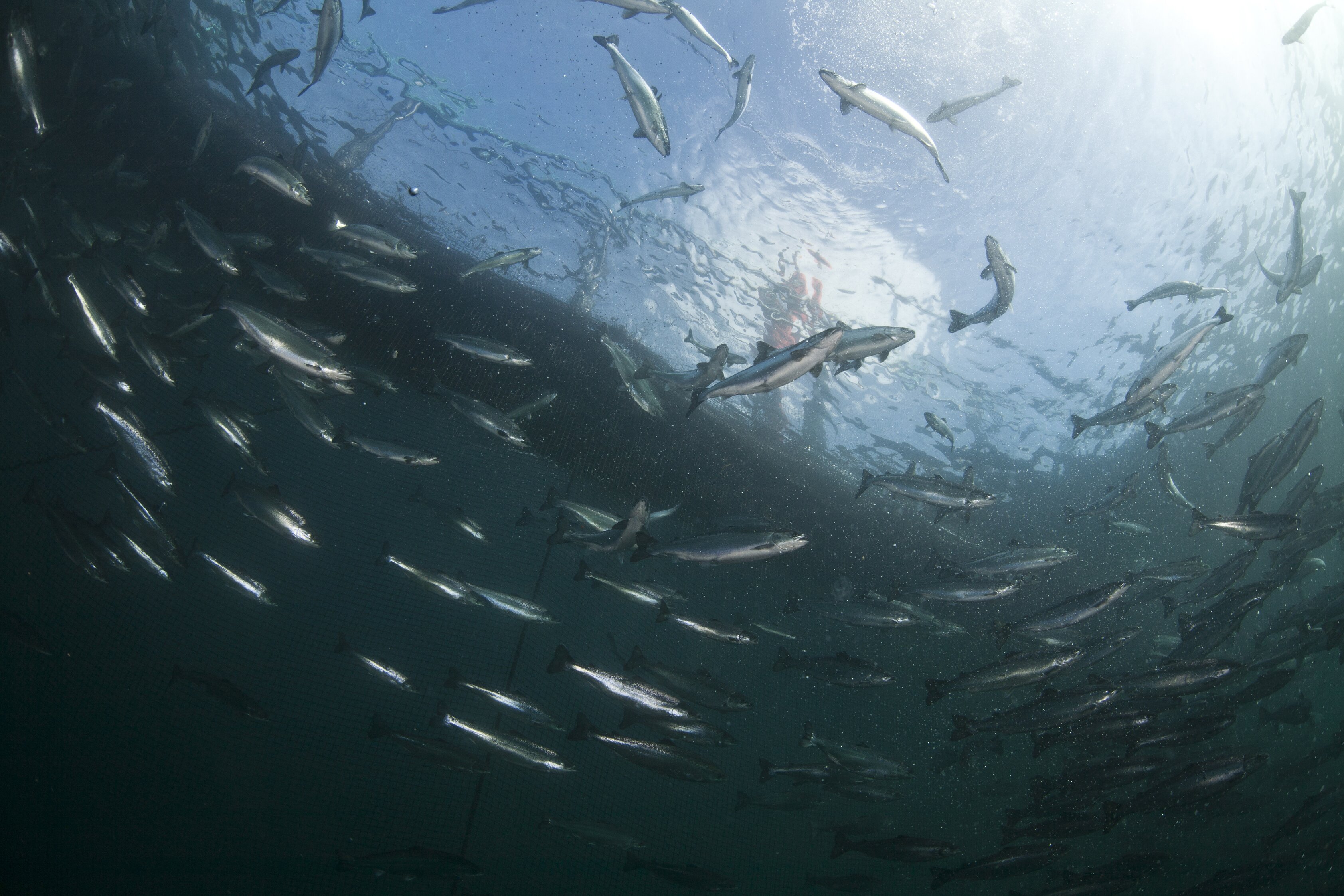 Laks undervannsbilder IMG_4884a Fotograf Linn Røkenes high res