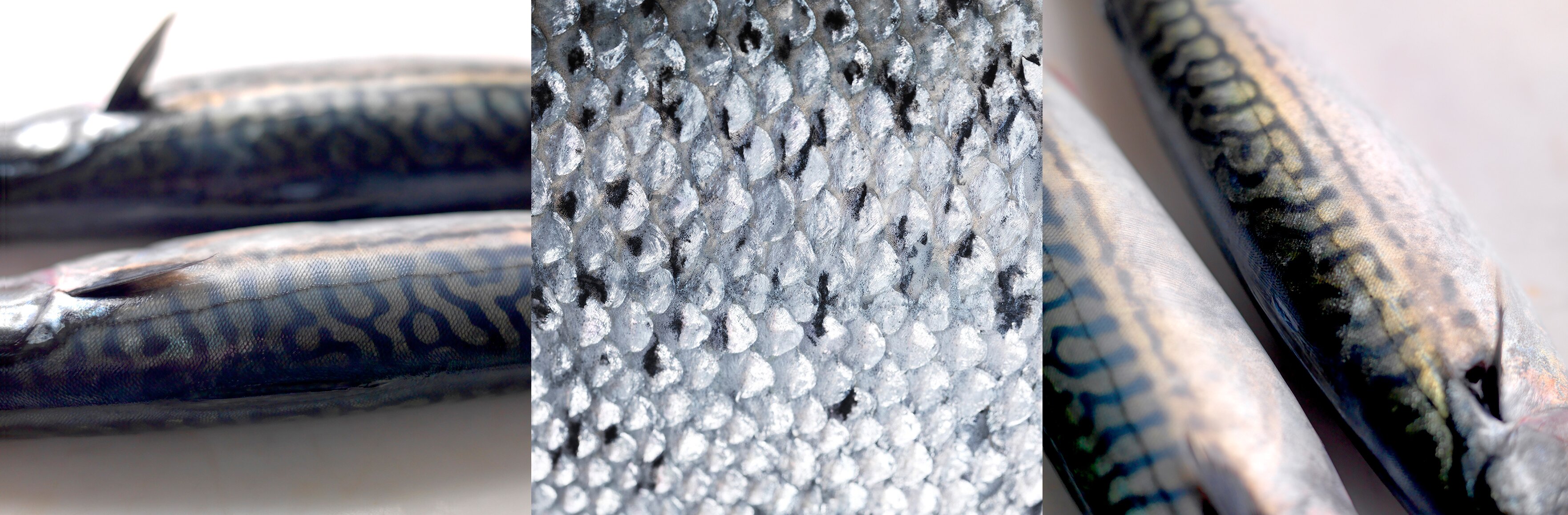 Artsbilde av makrell og laks