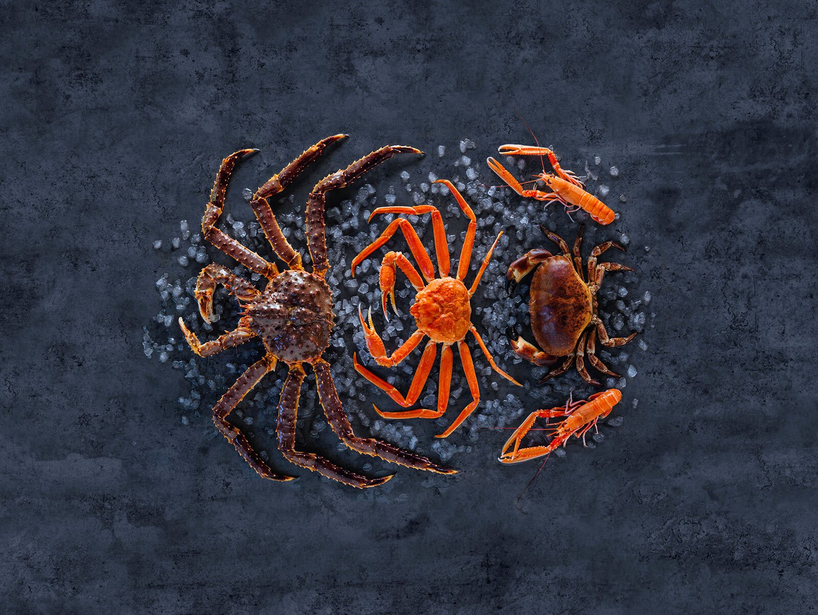 Krabber i utstilling