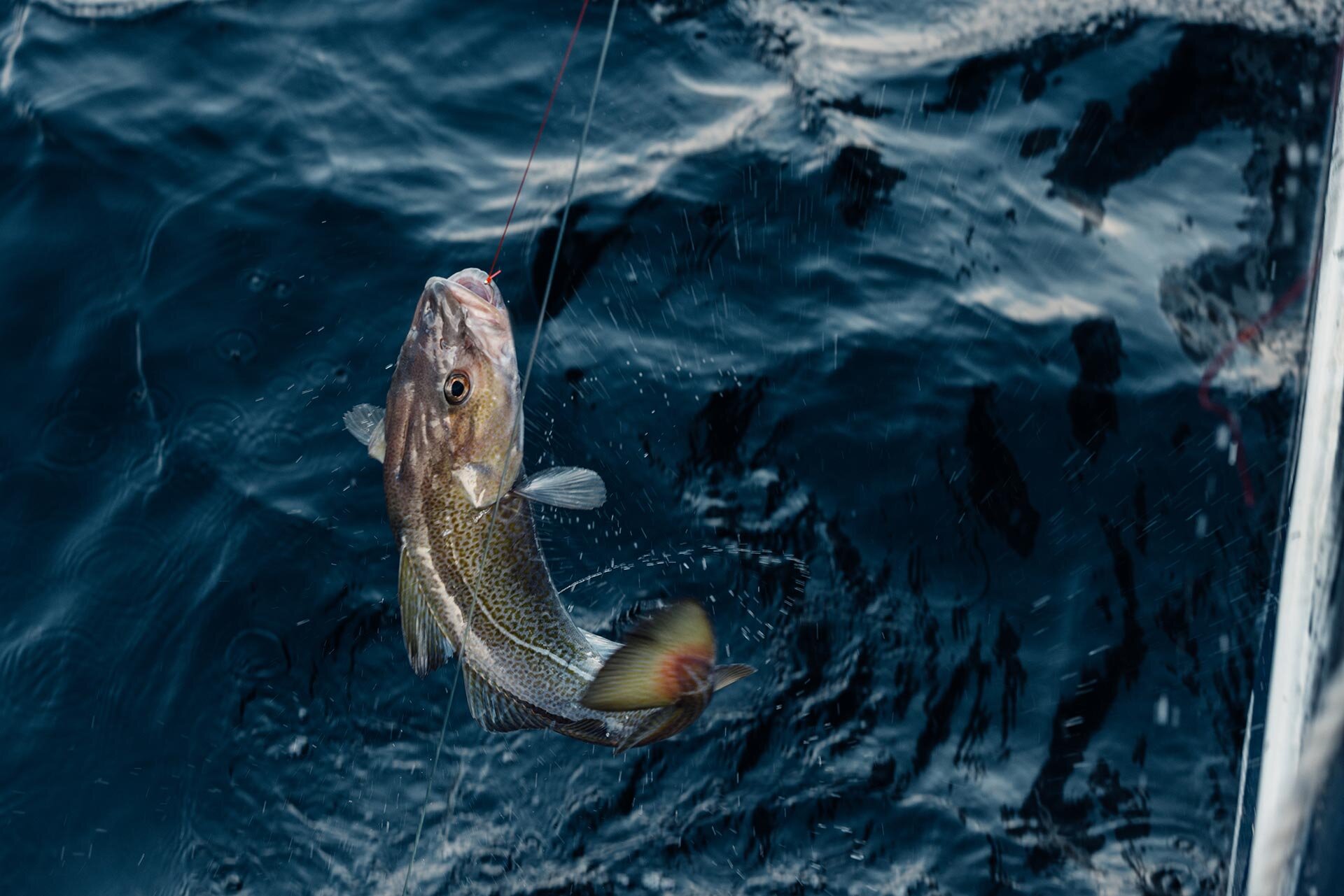 Torsk på linekrok på tur opp av havet