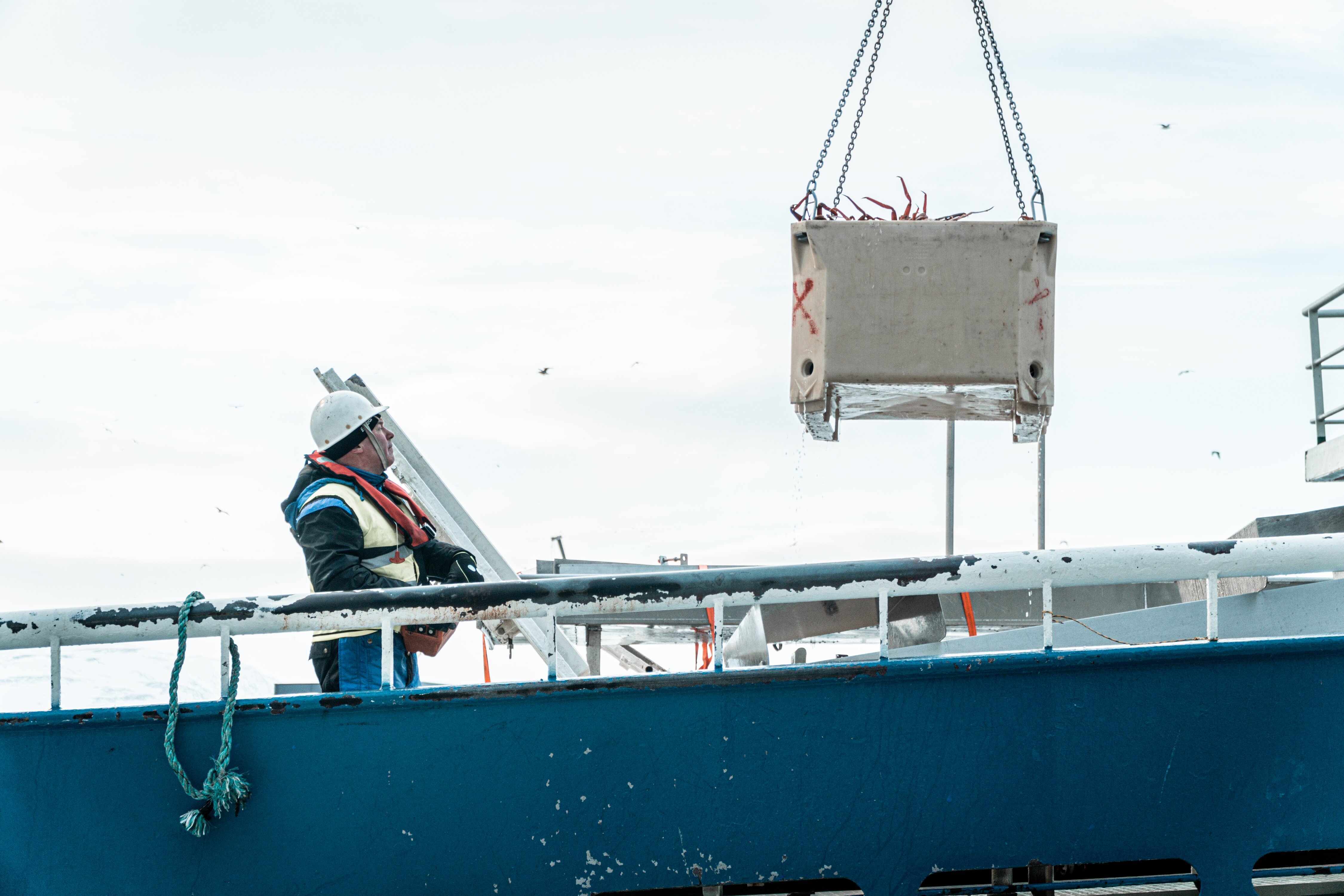SFN Snow crab - Production Båtsfjord