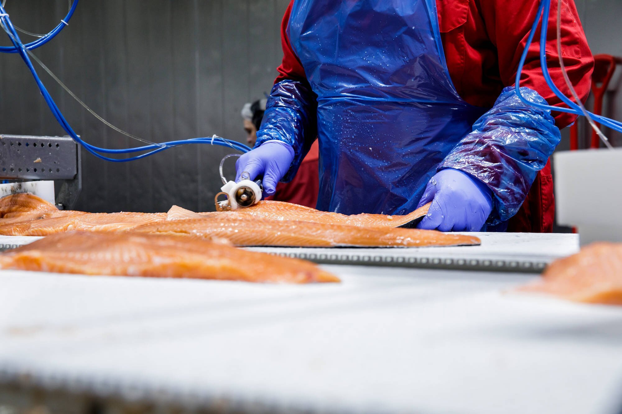  Salmon fillet bone trimming