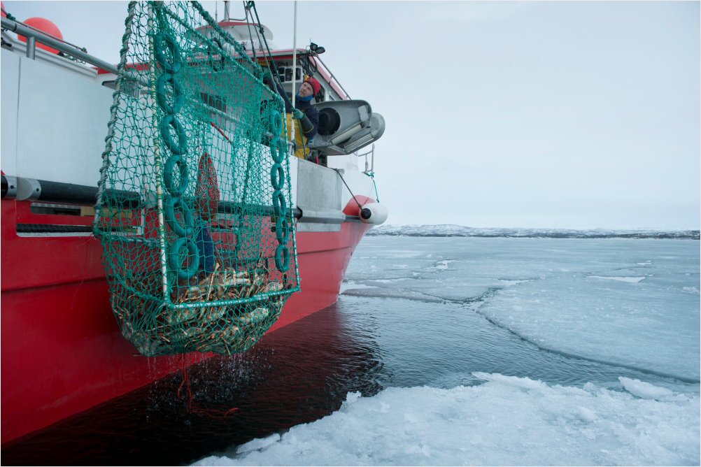 Kingcrab pictures taken in Bugøynes